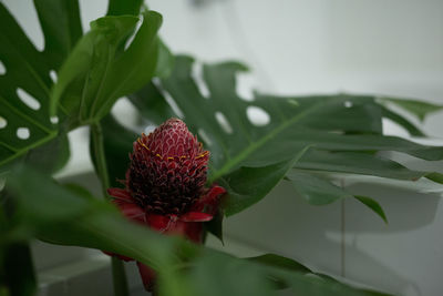 Close-up of red flower