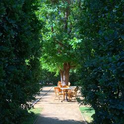 Trees in park