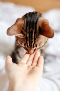 Cropped image of hand holding cat