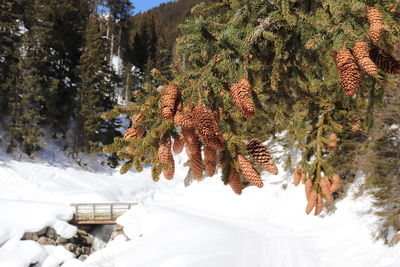 Snow covered pine trees in forest during winter