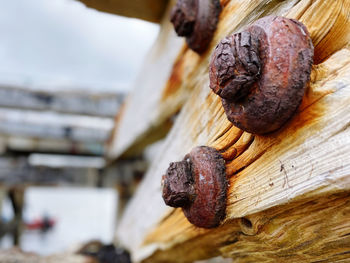 Close-up of meat on barbecue grill