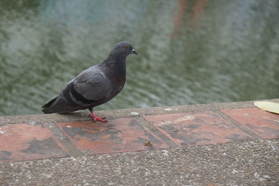 Close-up of bird perching on retaining wall