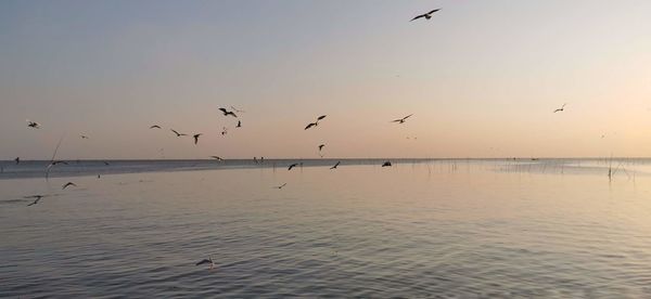 Flock of birds flying over sea