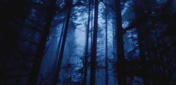 Trees in forest against sky