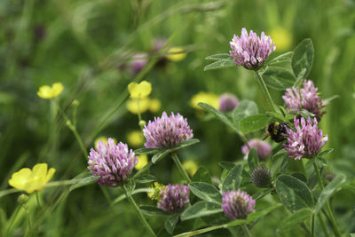 Close-up of purple flowering plants