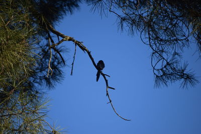 Low angle view of bare tree against clear blue sky