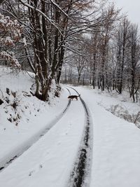 Snow covered road amidst trees during winter