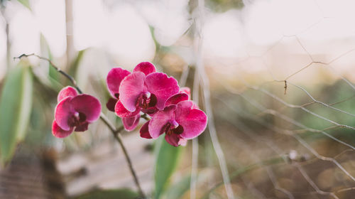 Close-up of pink flowering plant on field