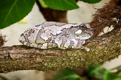 Close-up of lizard on tree