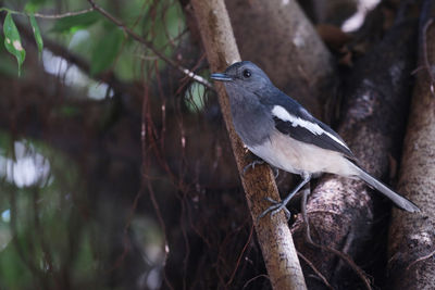 Close-up of bird perching on branch