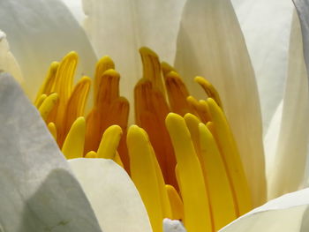 Close-up of yellow flowering plant