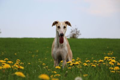 View of dog on field