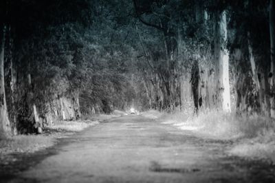 Road passing through forest