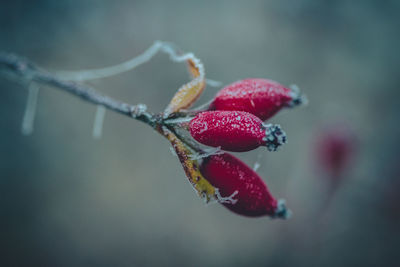 Close-up of red berries growing on plant