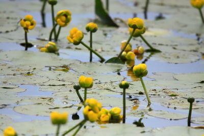 Close-up of yellow flowers floating on water