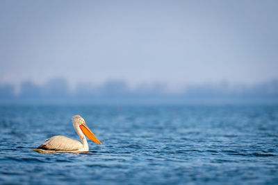 Pelican perching on sea