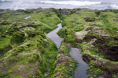 High angle view of moss on sea shore