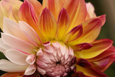 Close-up of pink dahlia flower