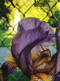 Close-up of fresh flower plant