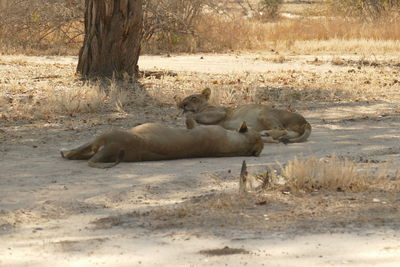 View of animal sleeping on land