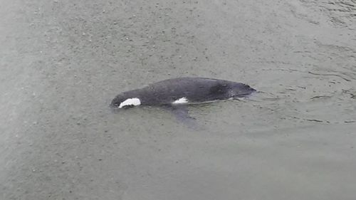 High angle view of turtle in water