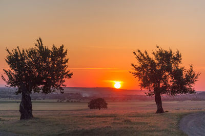 Tree on field against sky during sunset