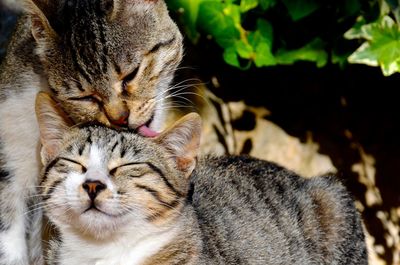 Close-up of cats grooming