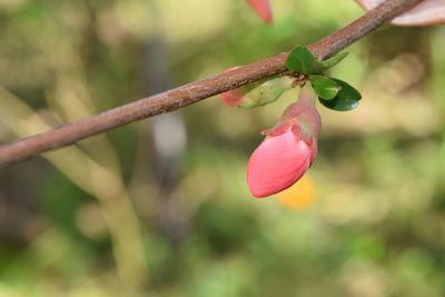 Close-up of pink flower buds growing on tree