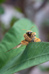 Close-up of insect on leaf