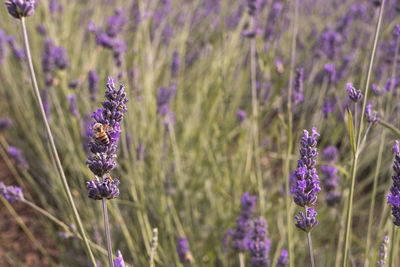 Close-up of purple lavender flowers on field