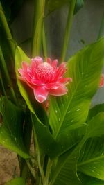 Close-up of pink flower blooming outdoors