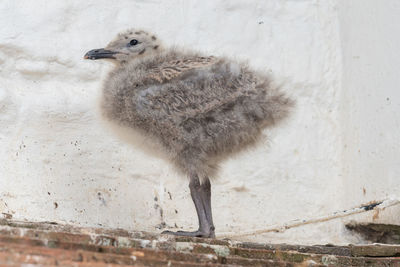 Portrait of a baby seagull on a rooftop