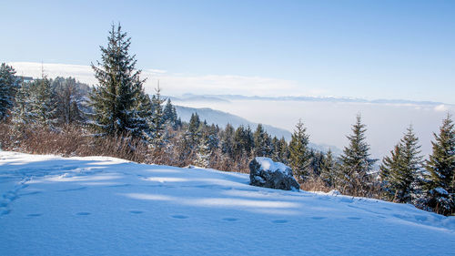 Pine trees on snow covered land against sky