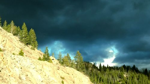 Low angle view of trees against sky