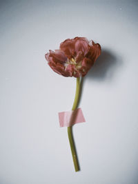 Close-up of pink rose