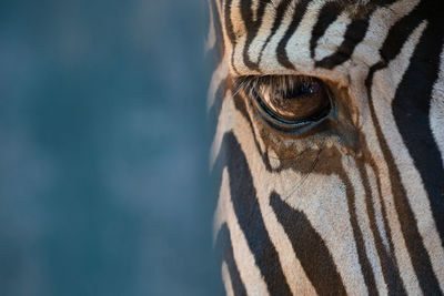 Close-up of right eye of grevy zebra