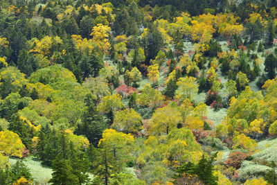 High angle view of trees in forest during autumn