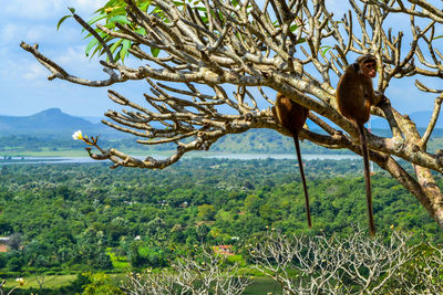 View of monkey on tree branch