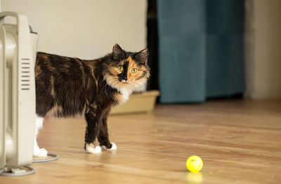 Domestic pet three-color orange-black-and-white cat is standing in room.