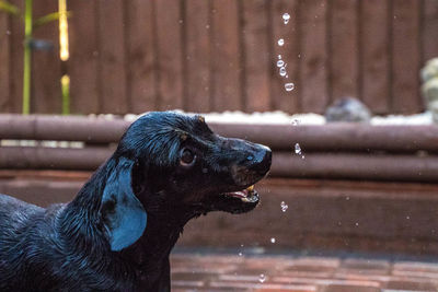 Close-up of dog looking away