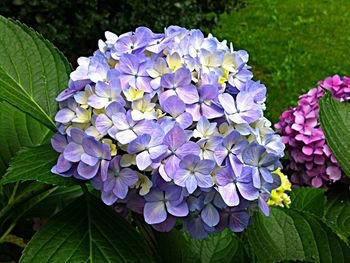 Close-up of purple flowers blooming in garden