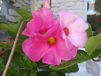 Close-up of pink rose