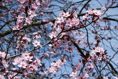 Low angle view of cherry blossoms in spring