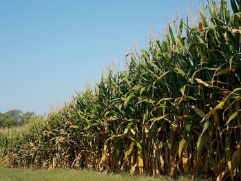 Plants growing on field against clear sky