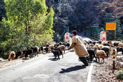 Side view of farmer running by sheep on road