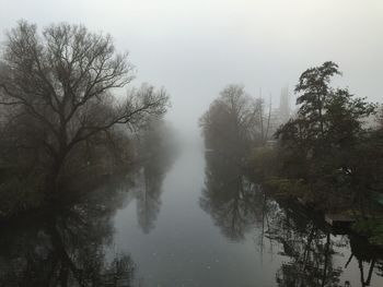 Bare trees in foggy weather