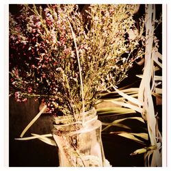 Close-up of potted plant