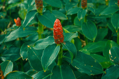 Close-up of insect on plant