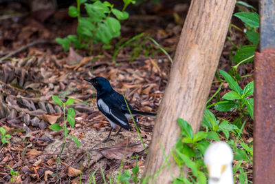 Bird perching on a field