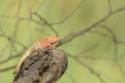 Close-up of a bird looking away